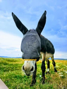 1 szamár ridegtartása