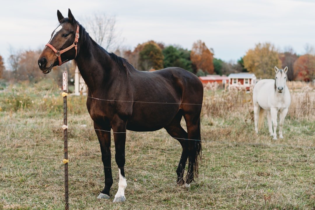 Modern lovas pályarendszer